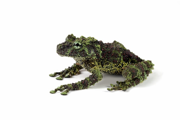 Theloderma corticale on white background, Mossy tree frog closeup on isolated background