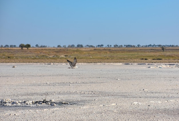 therapeutic mud in dried salt lake, salt lake, bottom of salt lake