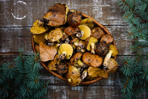 There are freshly picked butter mushrooms in the basket