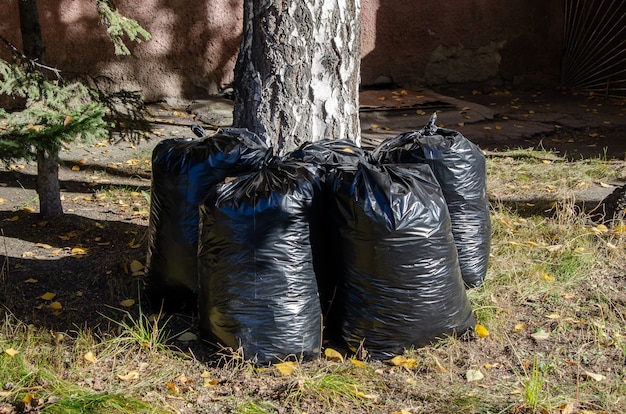 There are full black garbage bags with autumn leaves on ground. Seasonal cleaning of foliage in yard