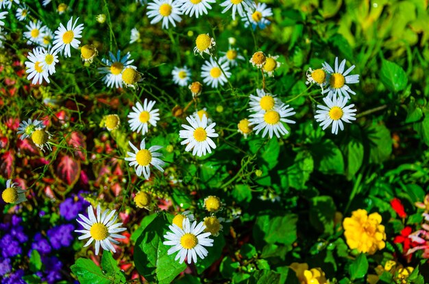 There are a lot of daisies in the green grass on a summer day.