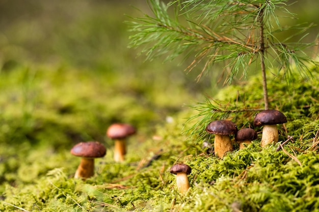 There are a lot of mushrooms lying in the forest on green moss A lot of Polish moss mushrooms