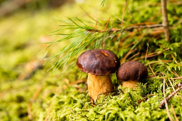 There are a lot of mushrooms lying in the forest on green moss A lot of Polish moss mushrooms