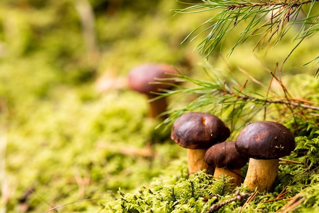 There are a lot of mushrooms lying in the forest on green moss A lot of Polish moss mushrooms