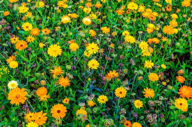 There are a lot of yellow daisies among the green grass.