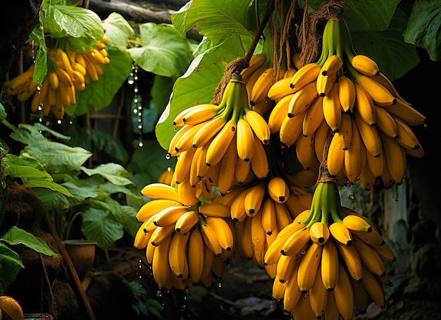 there is a bunch of yellow bananas growing from a tree