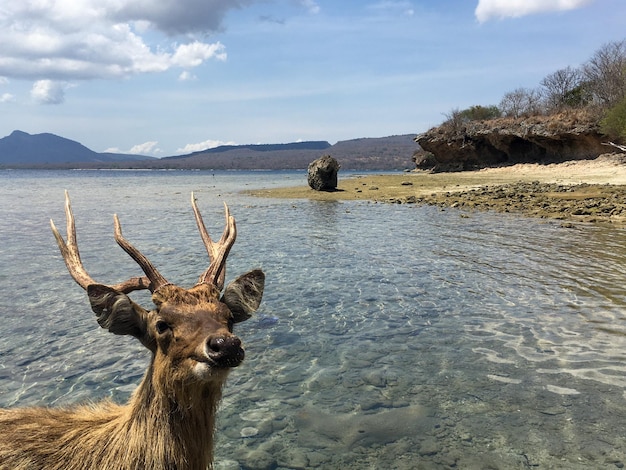 there is a deer standing in the water near a beach