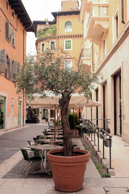 There is a large pot with a decorative tree near the cafe on the street of the old town.