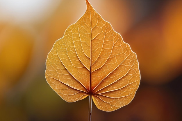 There is a leaf that is shaped like a leaf with a stem