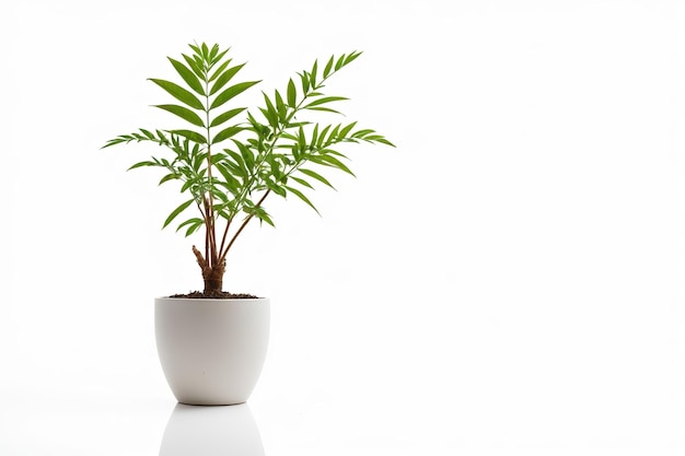 Photo there is a plant that is in a white pot on a table