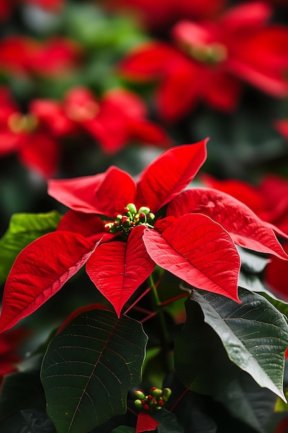 Photo there is a red poinsettia plant with green leaves