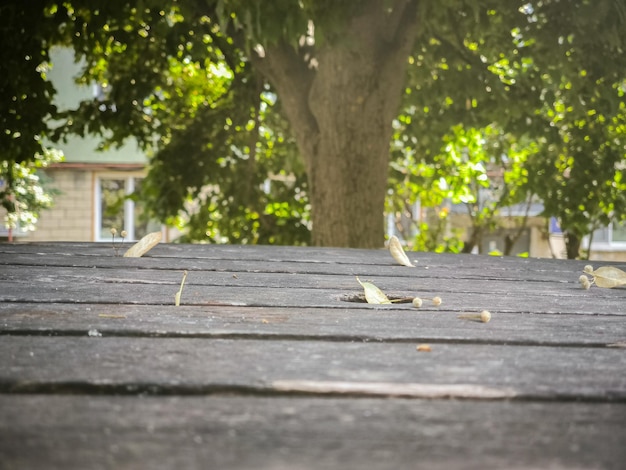 There is a tree in the background and a table in the front close up for background