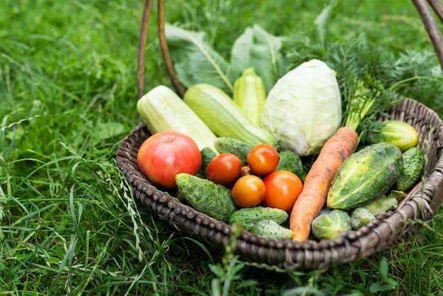 There is a wooden basket with homemade vegetables in the garden Selective focus The concept of harvesting from the garden closeup Agriculture