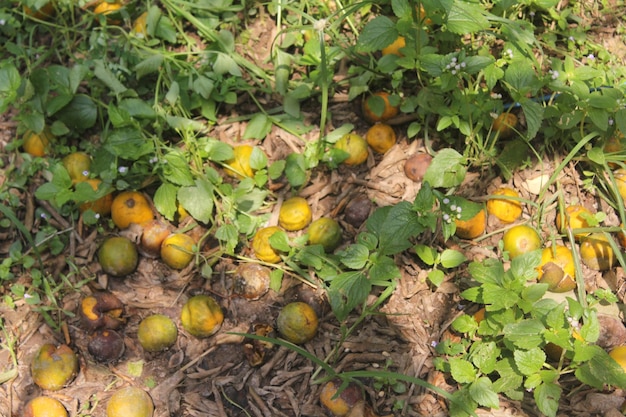 Photo there were lots of yellow orange fruits that had fallen and were rotten