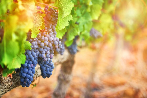 They add a rustic beauty to the landscape Shot of a bunch of grapes growing on a vineyard