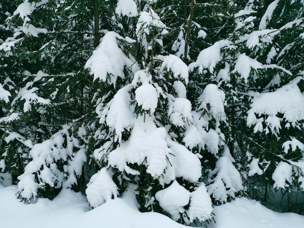 They ate in the snow. Winter forest after a snowfall. Christmas wallpaper. Horizontal photo.