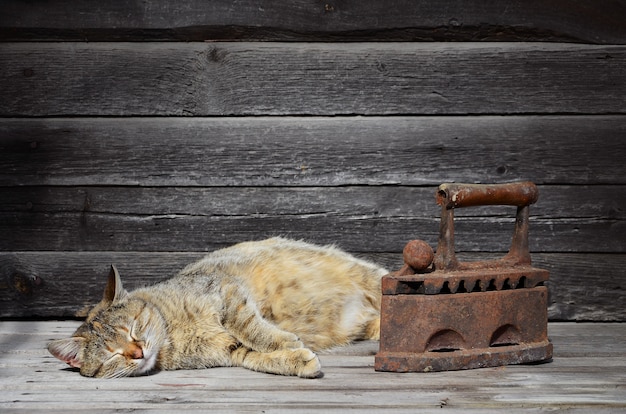 A thick cat is located next to a heavy and rusty old coal iron on a wooden surface