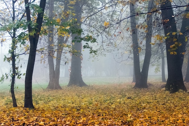 Thick fog in the autumn park. Yellow fallen leaves on the ground in the forest