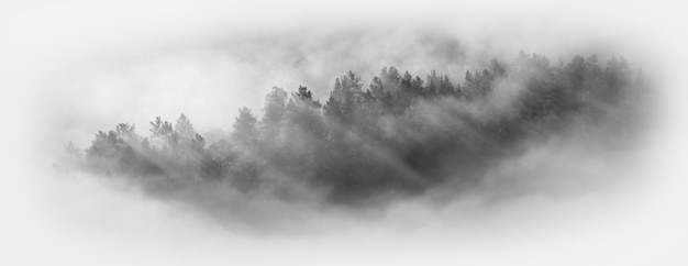 A thick fog covered the woodland a top view banner background black and white vignette