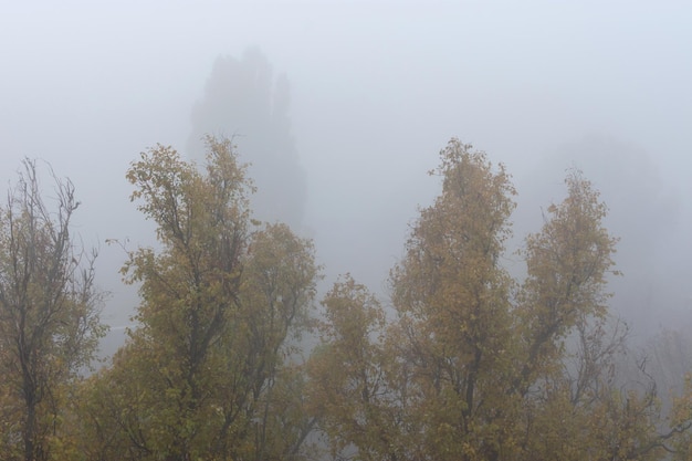 Thick gray fog in autumn trees in fog poor visibility