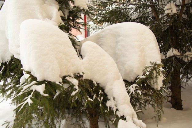 Thick layer of snow on the branches of a large Christmas tree.