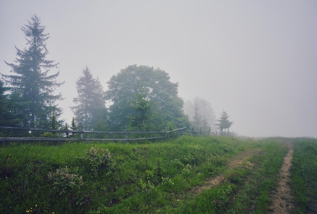 Thick morning fog in the summer forest thick morning fog in the forest at pond Morning landscape in summer thick fog dense fog in the morning early morning forest hiding in the fog