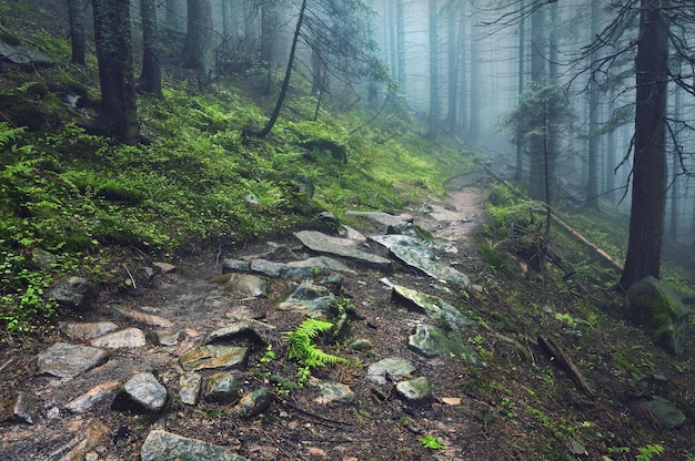 Thick morning fog in the summer forest thick morning fog in the forest at pond Morning landscape in summer thick fog dense fog in the morning early morning forest hiding in the fog