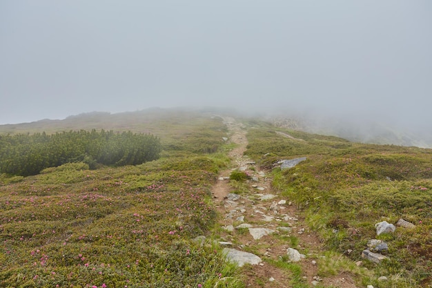 Thick morning fog in the summer forest thick morning fog in the forest at pond Morning landscape in summer thick fog dense fog in the morning early morning forest hiding in the fog