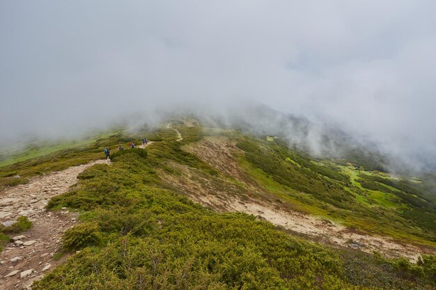 Thick morning fog in the summer forest thick morning fog in the forest at pond Morning landscape in summer thick fog dense fog in the morning early morning forest hiding in the fog