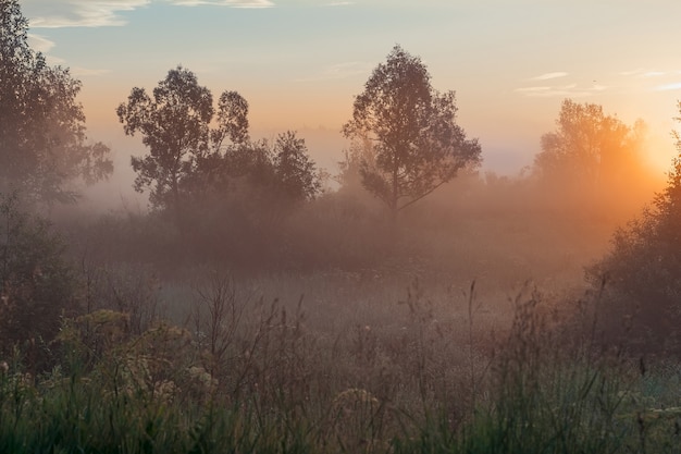 thick morning mist in the summer forest. morning landscape in the summer is thick with fog.