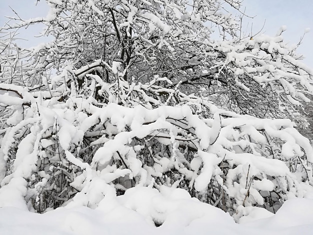 Thick snow on branches of bushes and trees.