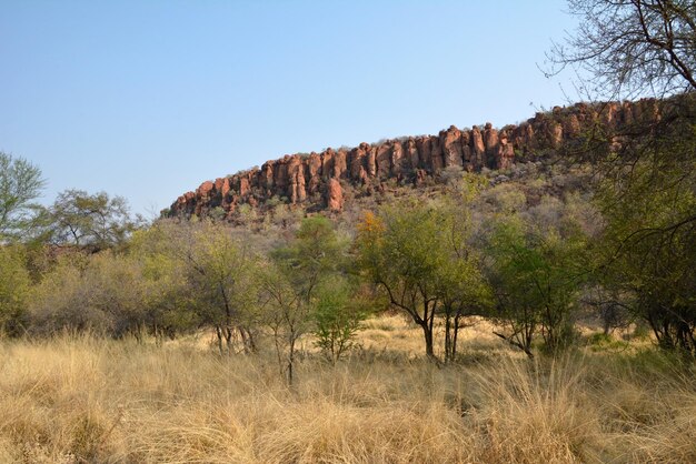 Thick trees at the foot of the mountains in the desert of Namibia Africa