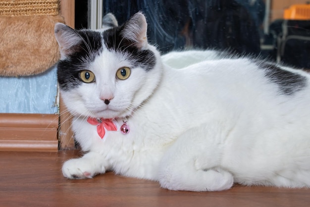 Thick white cat with pink butterfly portrait closeup