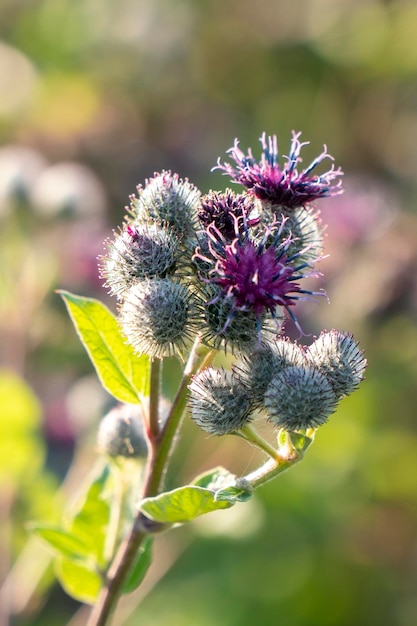 Thickets of big burdock Big Burdock