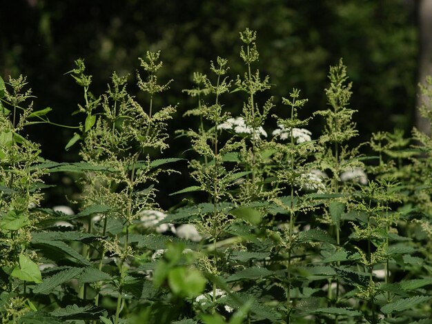 Thickets of dioecious nettle in the forest