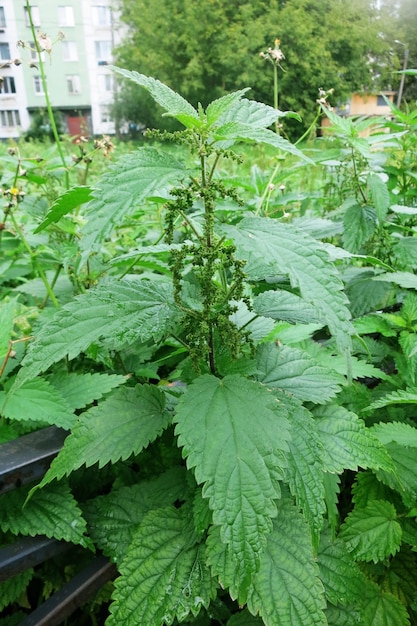 Thickets of dioecious nettle with green leaves