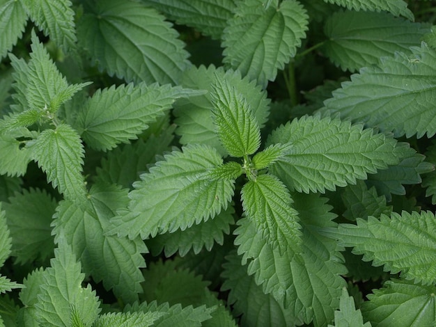 Thickets of dioecious nettle with green leaves