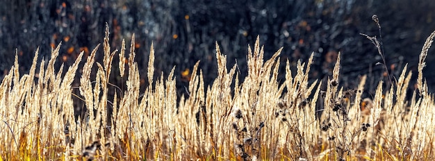 Thickets of dry grass with seeds on a dark background on a sunny day