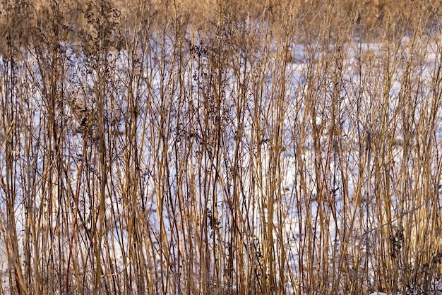 Thickets of a dry old grass and plants against white snow for abstract natural backgrounds