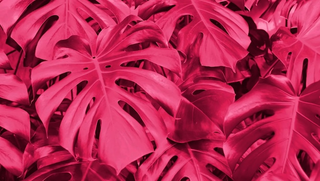 Thickets of monstera creepers growing on the wall toned color of the year 2023 viva magenta