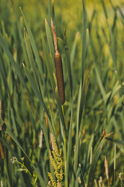 Thickets of narrowleaved cattail on the shore of the pond 1834