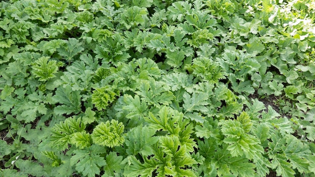 Thickets of young hogweed the plant causes terrible burns