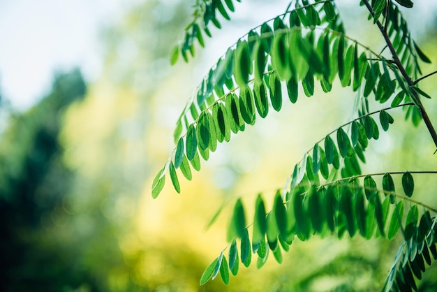 Thin branches with small green leaves on blurry background, close-up. Spring sunny abstract background. Copy space.