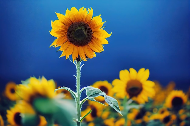 Thin light green stems with leaves hold bright yellow sunflower heads