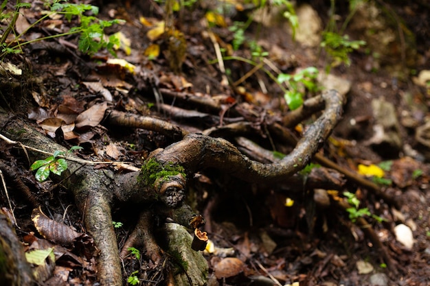 thin tree roots in the forest