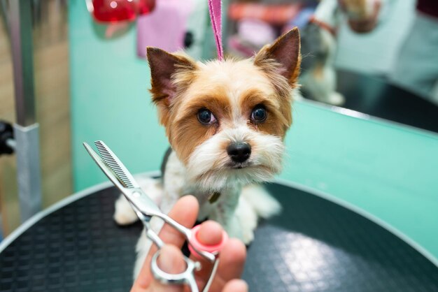 Thinning scissors for cutting a Yorkshire terrier in a grooming salon closeup