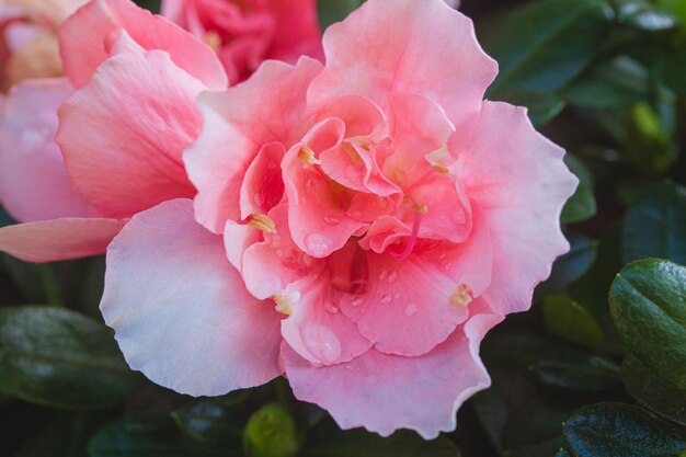 This floral botanical photo displays delicate tender pink hibiscus flower called Hibiscus Terry and