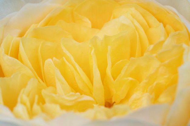 This is close up white rose it name elizabeth rose in high definition selective petals focus macro