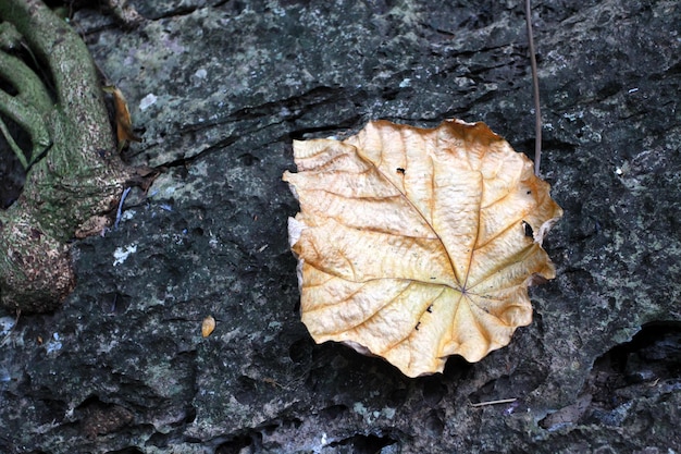 This is a dry leaf.