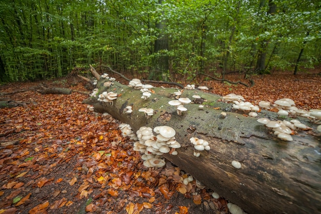 This is a mushroom formation growing on fallen tree in magical green forest